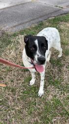 Found/Stray Male Dog last seen Asheville hwy and Carter school rd, Strawberry Plains, TN 37871