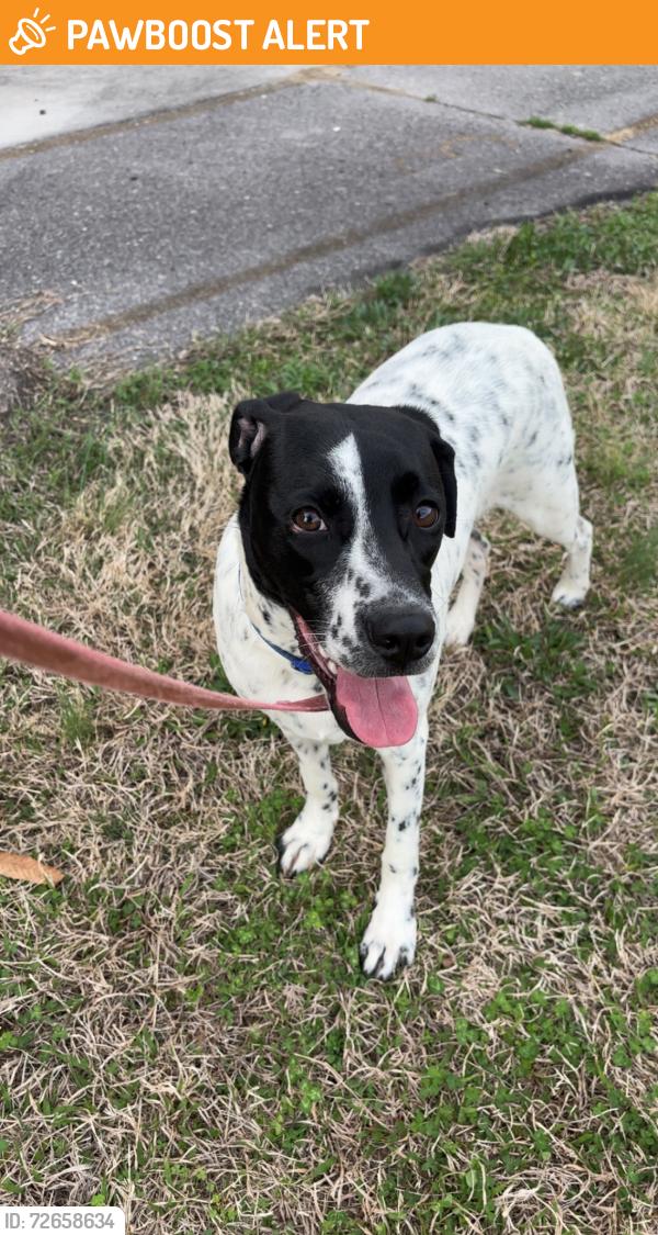 Found/Stray Male Dog last seen Asheville hwy and Carter school rd, Strawberry Plains, TN 37871