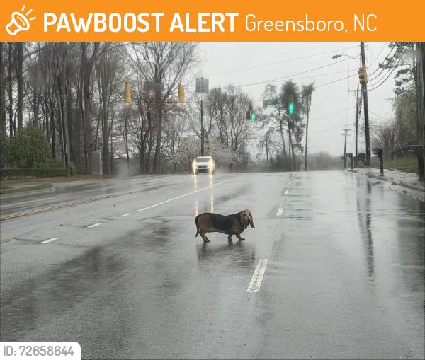 Found/Stray Unknown Dog last seen Pisgah church and Pisgah place, Greensboro, NC 27455