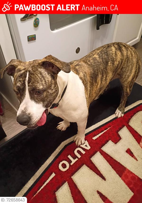 Lost Female Dog last seen Near on ball road n brookhust , Anaheim, CA 92804