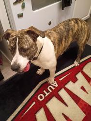 Lost Female Dog last seen Near on ball road n brookhust , Anaheim, CA 92804