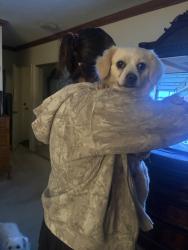 Found/Stray Male Dog last seen Ocean Blvd near Rosie’s dog beach, Long Beach, CA 90803