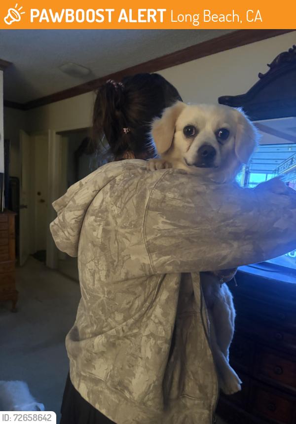 Found/Stray Male Dog last seen Ocean Blvd near Rosie’s dog beach, Long Beach, CA 90803