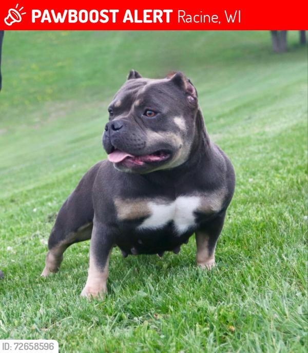 Lost Female Dog last seen Lost From hse On Mead St Near 18th Street Right Across From The Park, Racine, WI 53403