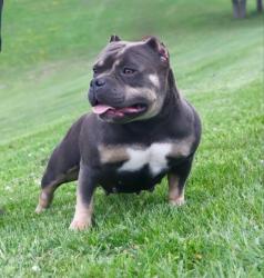 Lost Female Dog last seen Lost From hse On Mead St Near 18th Street Right Across From The Park, Racine, WI 53403