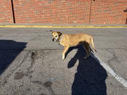Found/Stray Female Dog last seen @ALDI  parking lotSouth 59th st and s penn , Oklahoma City, OK 73119