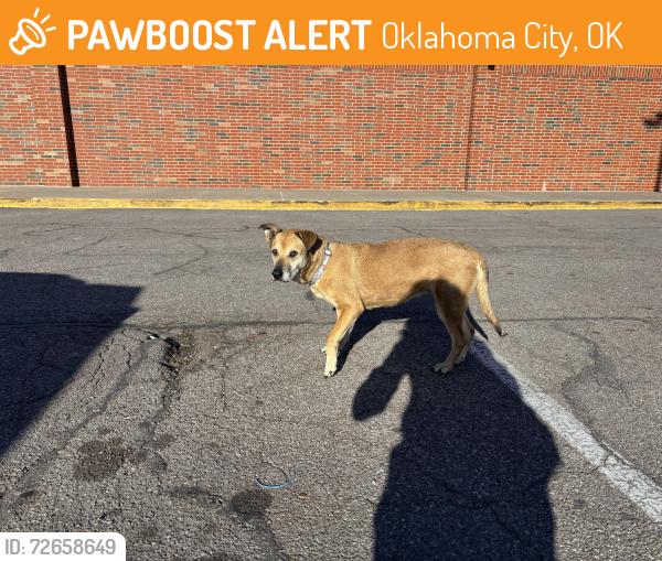 Found/Stray Female Dog last seen @ALDI  parking lotSouth 59th st and s penn , Oklahoma City, OK 73119