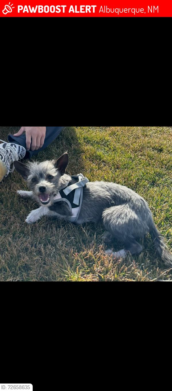 Lost Female Dog last seen Connemara st and 98th , Albuquerque, NM 87121