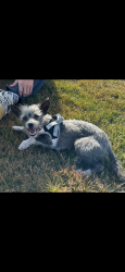 Lost Female Dog last seen Connemara st and 98th , Albuquerque, NM 87121