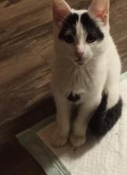 Lost Female Cat last seen Lemon and Vermont , Anaheim, CA 92805