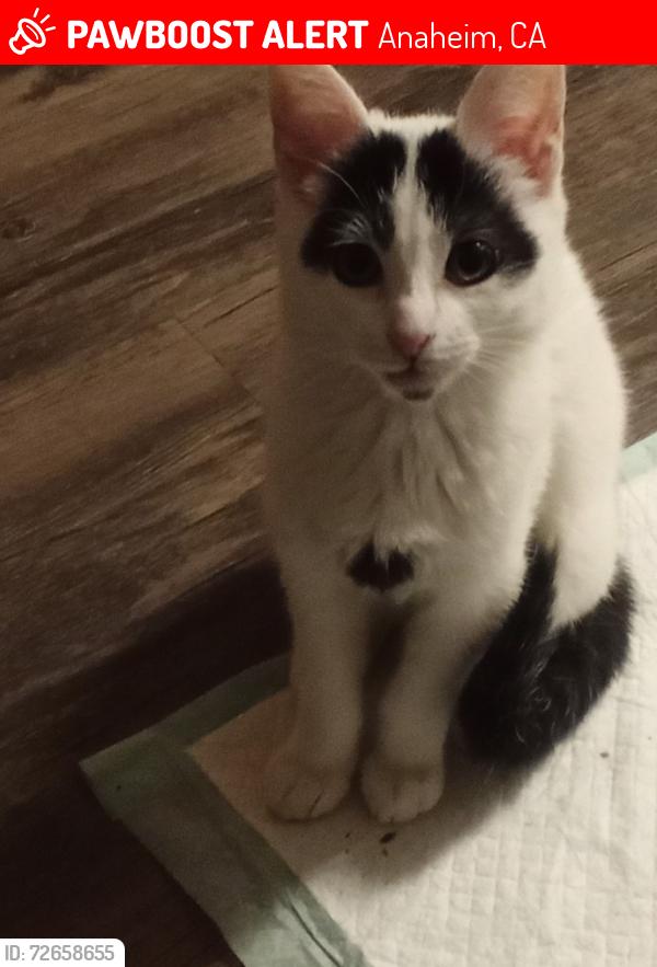 Lost Female Cat last seen Lemon and Vermont , Anaheim, CA 92805