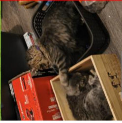 Lost Female Cat last seen Arcades appts is in the back . , Louisville, KY 40215
