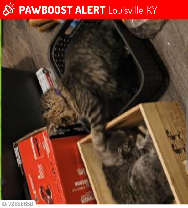 Lost Female Cat last seen Arcades appts is in the back . , Louisville, KY 40215