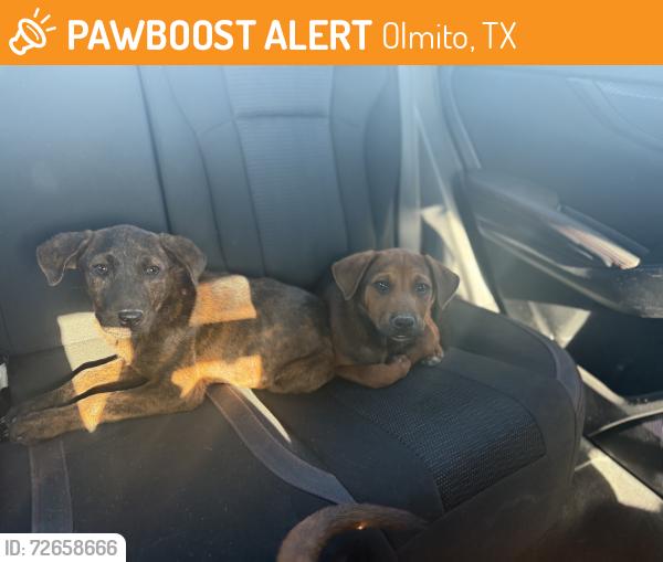 Found/Stray Unknown Dog last seen Villareal elementary , Olmito, TX 78575