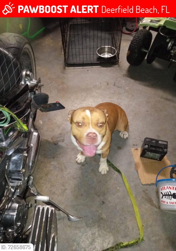 Lost Male Dog last seen At my  in Alwoodz, Deerfield Beach, FL 33441