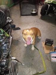 Lost Male Dog last seen At my  in Alwoodz, Deerfield Beach, FL 33441