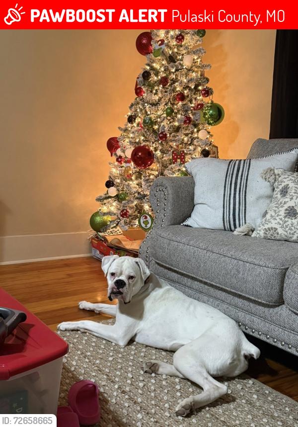 Lost Male Dog last seen Highway 133 , Pulaski County, MO 65556