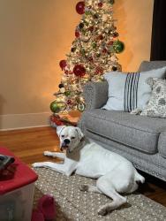 Lost Male Dog last seen Highway 133 , Pulaski County, MO 65556