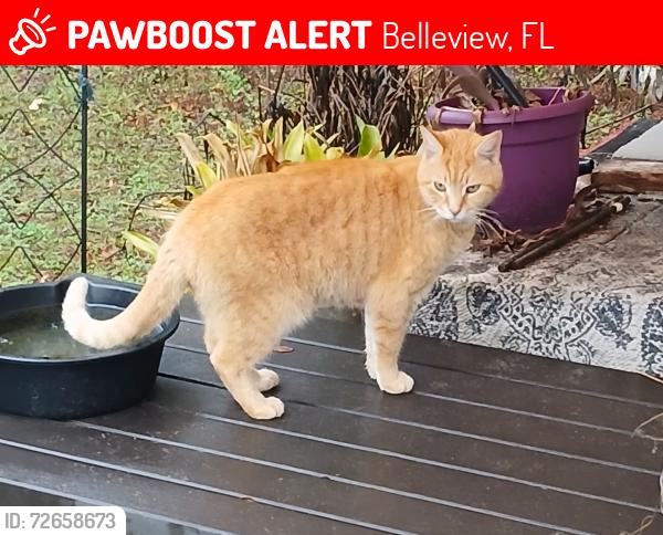 Lost Male Cat last seen Southern sun rv park Belleview, FL, Belleview, FL 34420