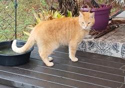 Lost Male Cat last seen Southern sun rv park Belleview, FL, Belleview, FL 34420