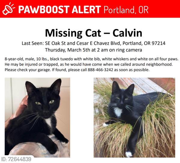 Lost Male Cat last seen 39th Ave and Oak Street, Portland, OR 97214