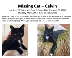 Lost Male Cat last seen 39th Ave and Oak Street, Portland, OR 97214
