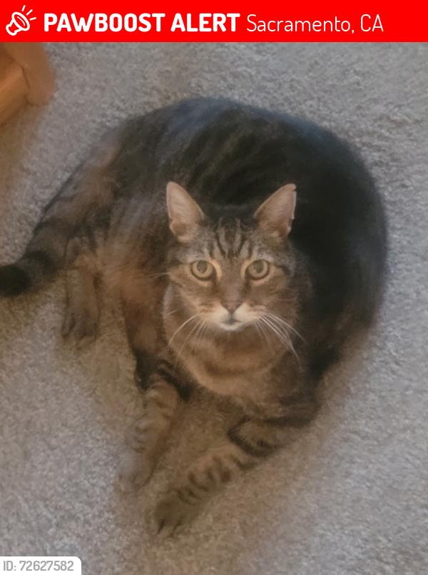 Lost Male Cat last seen G st and 19th st. , Sacramento, CA 95811