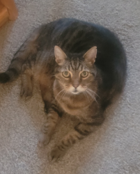 Lost Male Cat last seen G st and 19th st. , Sacramento, CA 95811