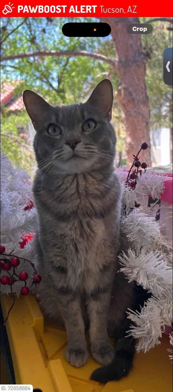 Lost Male Cat last seen Camino de oeste and linda vista blvd, Tucson, AZ 85742