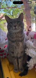 Lost Male Cat last seen Camino de oeste and linda vista blvd, Tucson, AZ 85742