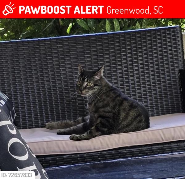 Lost Male Cat last seen Hwy 10, Greenwood, SC 29646