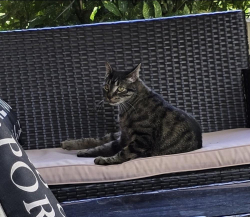 Lost Male Cat last seen Hwy 10, Greenwood, SC 29646