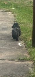 Found/Stray Unknown Dog last seen Sherron road, Durham County, NC 27703