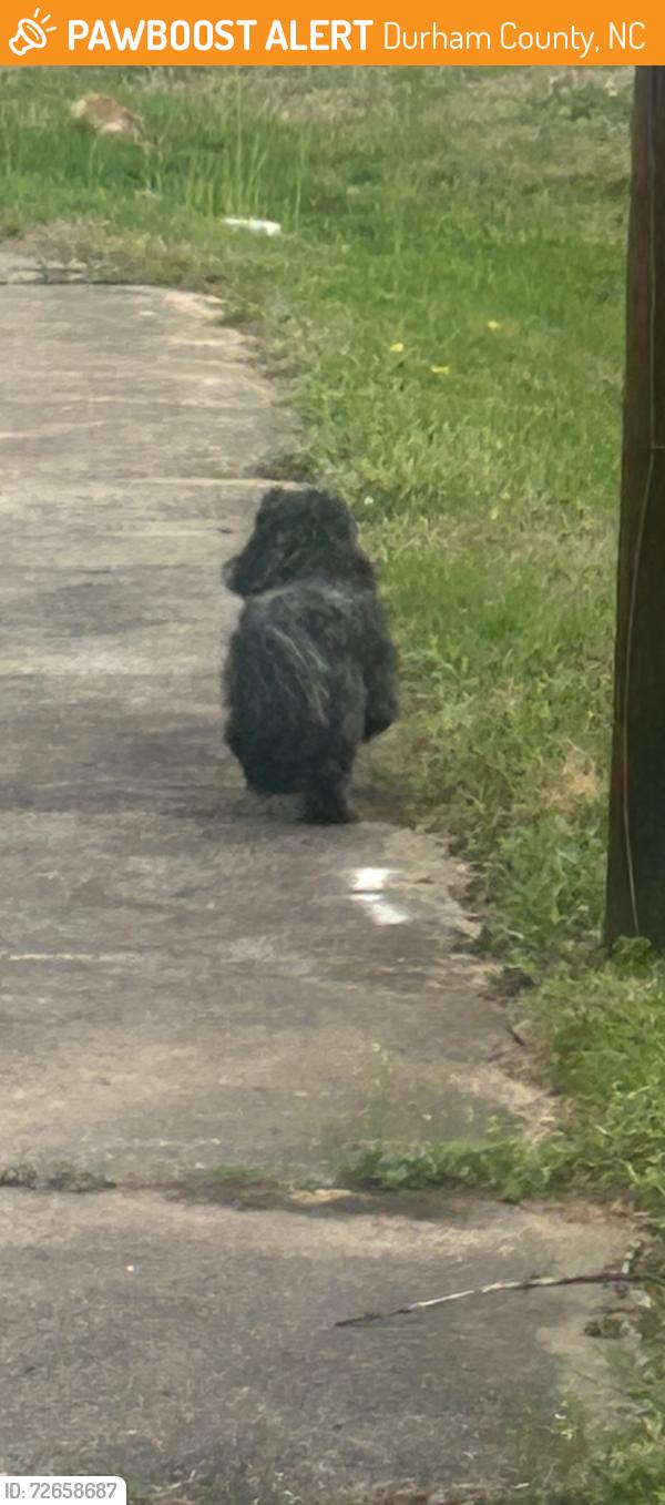 Found/Stray Unknown Dog last seen Sherron road, Durham County, NC 27703