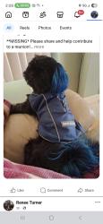 Lost Male Dog last seen Schafer and hubbell , Detroit, MI 48235