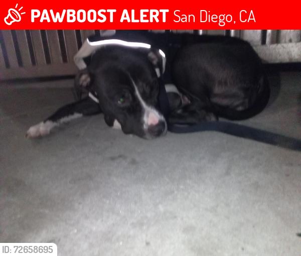 Lost Female Dog last seen North Park, San Diego, CA 92104