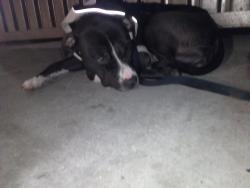 Lost Female Dog last seen North Park, San Diego, CA 92104