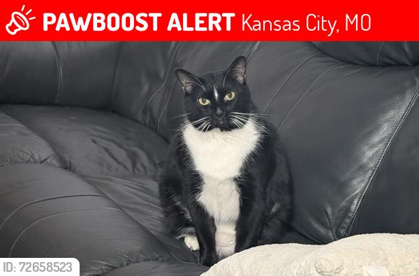Lost Male Cat last seen Hickman Mills & Wabash, Kansas City, MO 64132