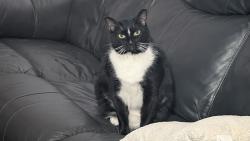 Lost Male Cat last seen Hickman Mills & Wabash, Kansas City, MO 64132