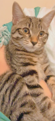 Lost Male Cat last seen St Ann’s Church & Square, Fallowfield, England M14 7HL