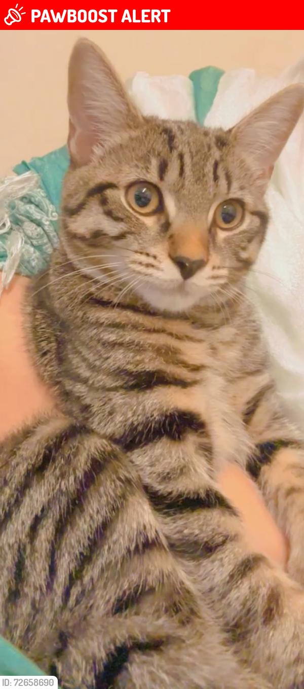 Lost Male Cat last seen St Ann’s Church & Square, Fallowfield, England M14 7HL
