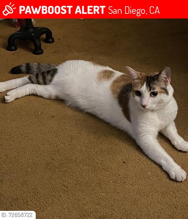 Lost Female Cat last seen Food 4 less, imperial Ave, market st., San Diego, CA 92114