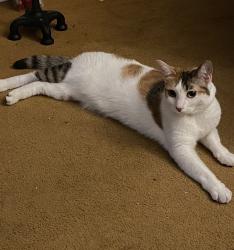 Lost Female Cat last seen Food 4 less, imperial Ave, market st., San Diego, CA 92114
