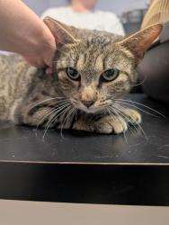 Shelter Stray Female Cat last seen Bexar County, New Braunfels, TX 78130