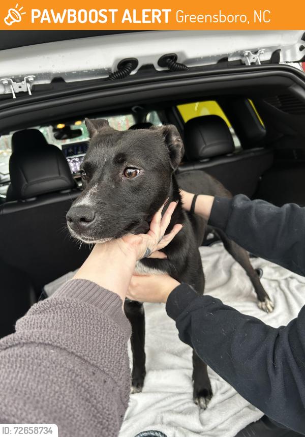 Found/Stray Female Dog last seen Family Dollar on East Market, Greensboro, NC 27401