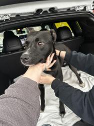 Found/Stray Female Dog last seen Family Dollar on East Market, Greensboro, NC 27401