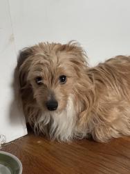 Found/Stray Male Dog last seen pilgrim church, Brooklyn, NY 11207