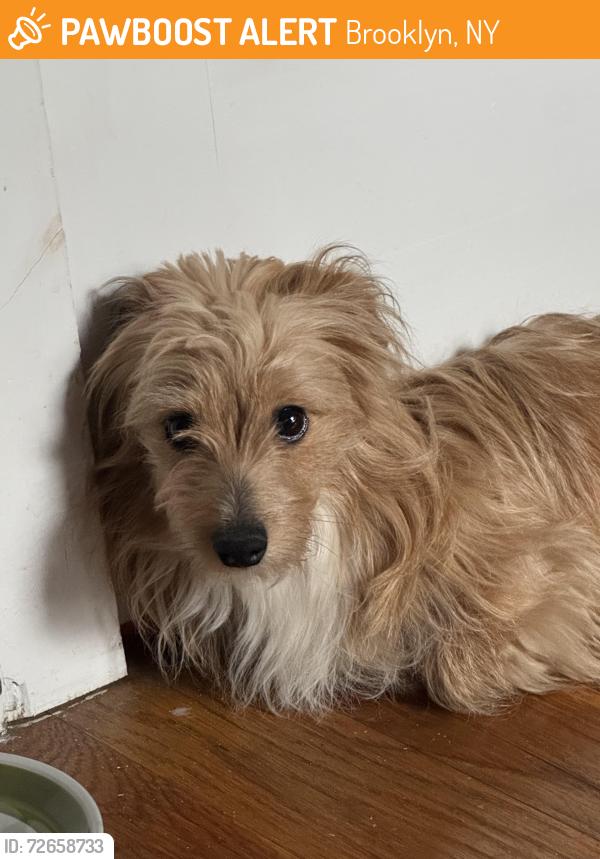 Found/Stray Male Dog last seen pilgrim church, Brooklyn, NY 11207