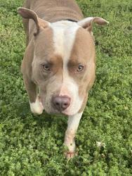 Found/Stray Male Dog last seen  Near lake Dow publix, McDonough, GA 30253