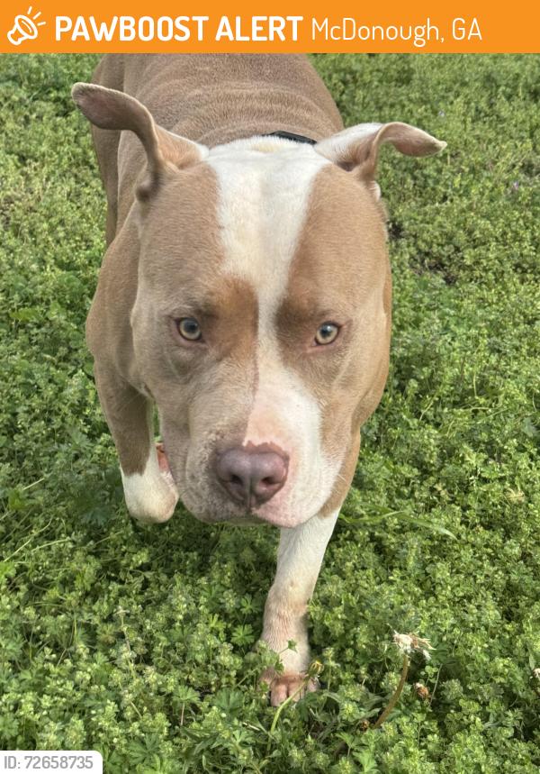 Found/Stray Male Dog last seen  Near lake Dow publix, McDonough, GA 30253